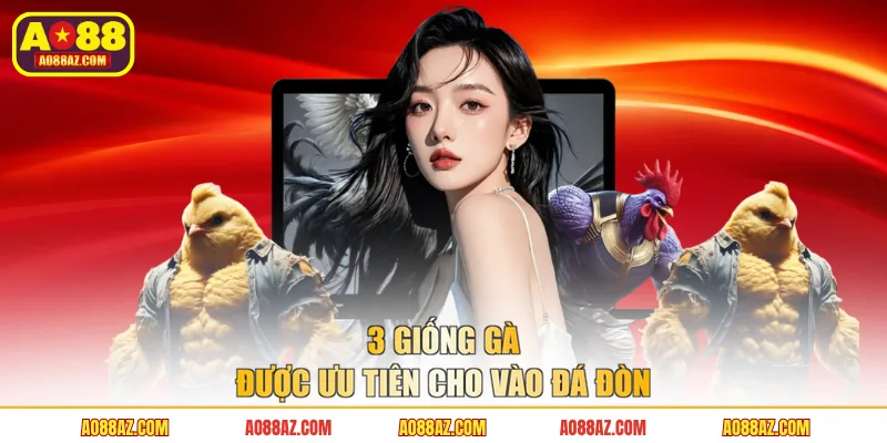3 giống gà được ưu tiên cho vào đá đòn